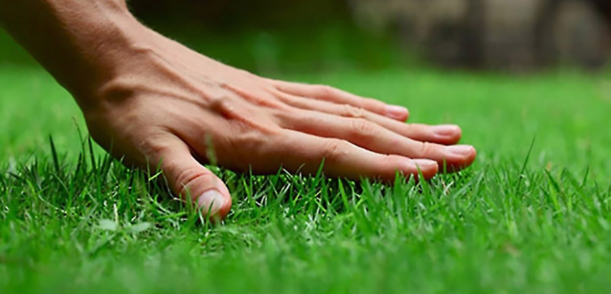 Key Lawn Care Tips That You Should Follow