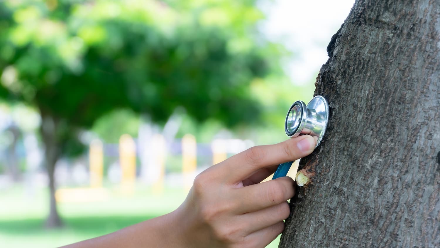 Regina Tree Doctor : Your Trusted Partner for Tree Care