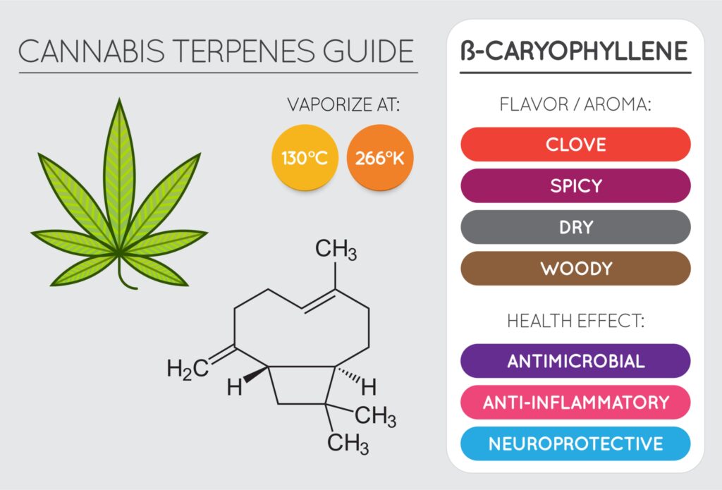 Caryophyllene Terpene Effects