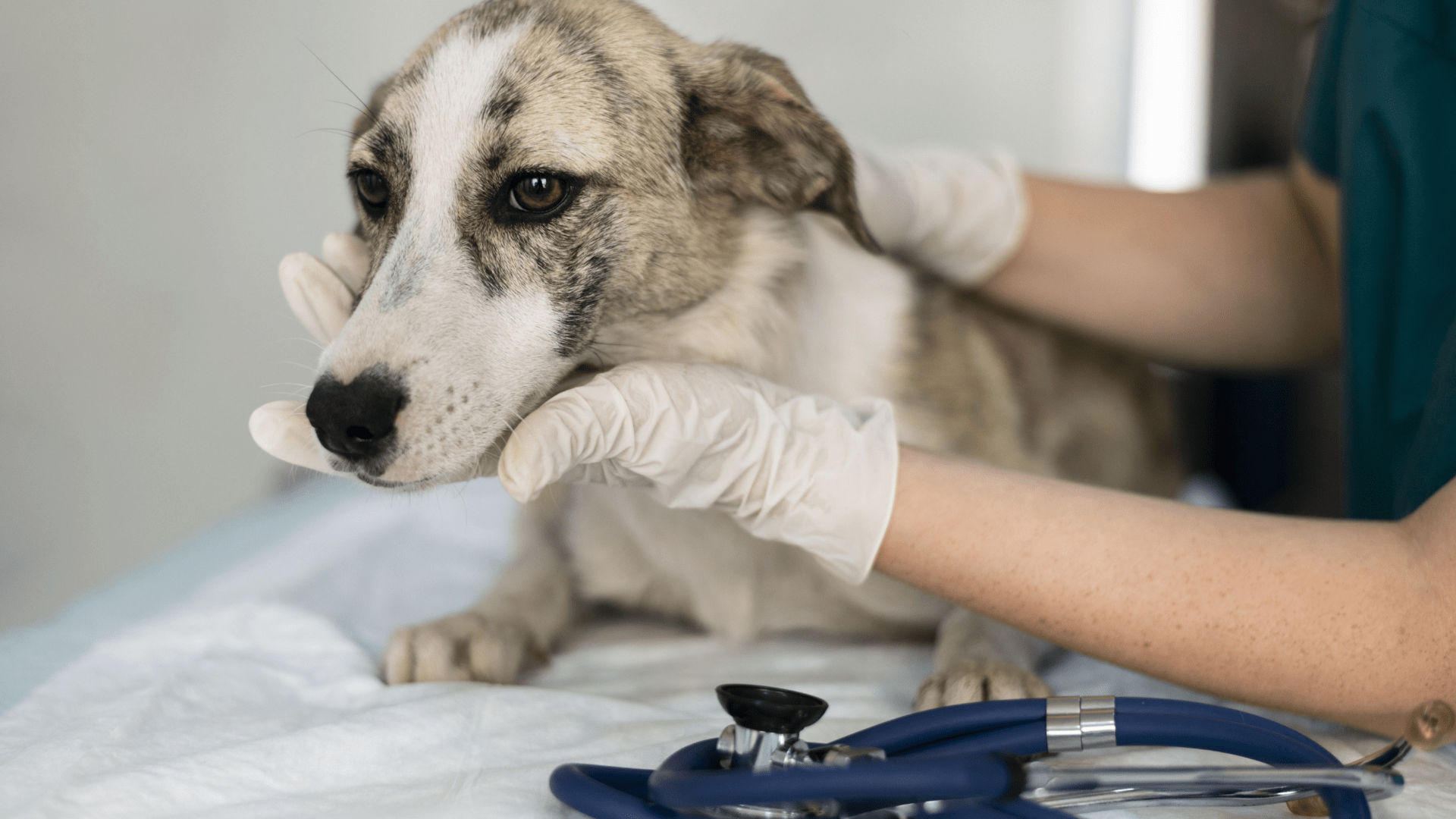 dog vaccinations in Encino