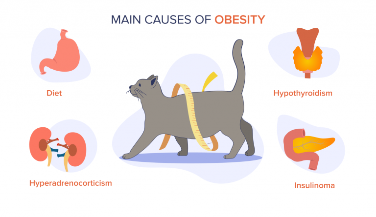 Obesity in Cats