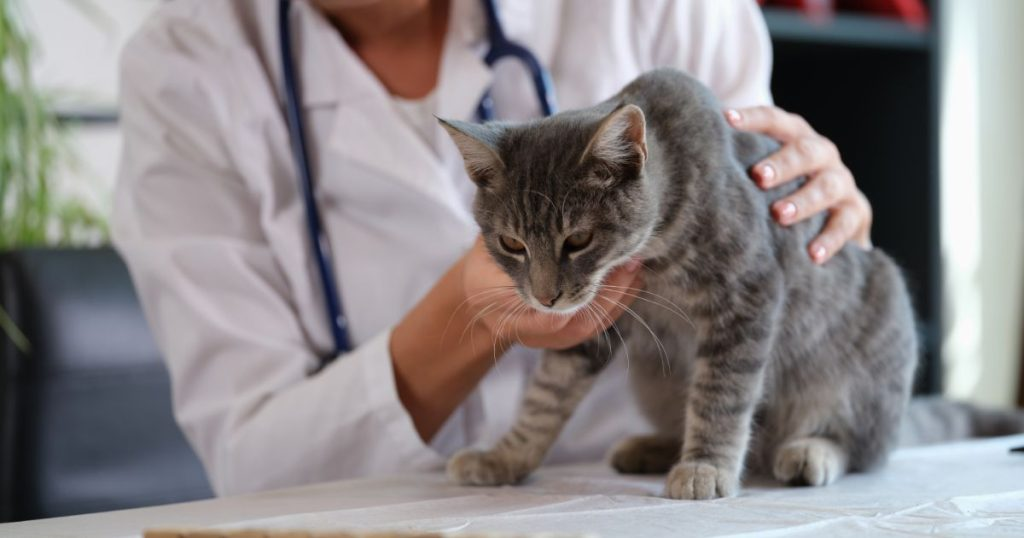 cat health