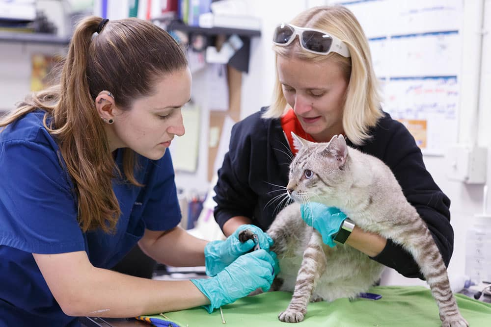 cat surgery in Encino