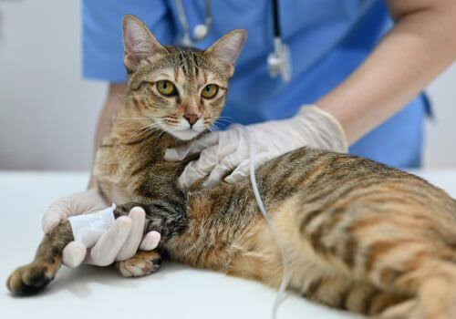 Cat Hospital in Encino