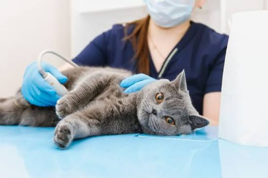 Cat surgery